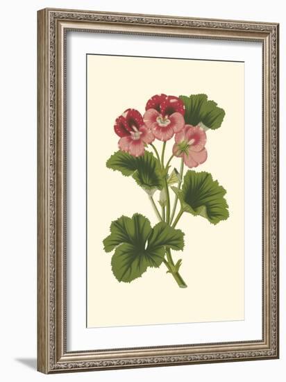 Pink Geranium I-Van Houtt-Framed Art Print