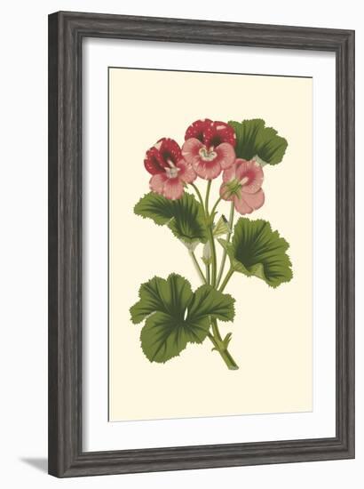 Pink Geranium I-Van Houtt-Framed Art Print