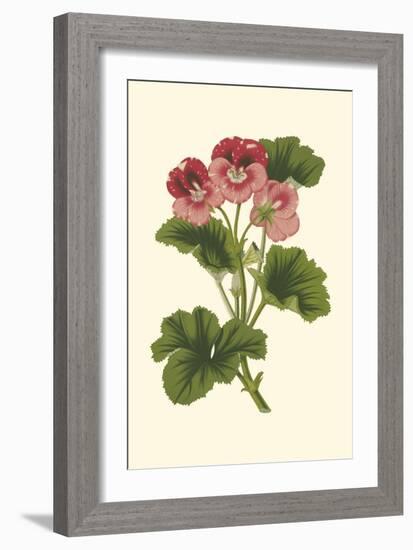 Pink Geranium I-Van Houtt-Framed Art Print