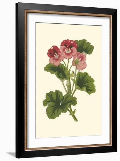 Pink Geranium I-Van Houtt-Framed Art Print