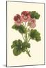 Pink Geranium I-Van Houtt-Mounted Art Print