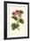 Pink Geranium I-Van Houtt-Framed Art Print