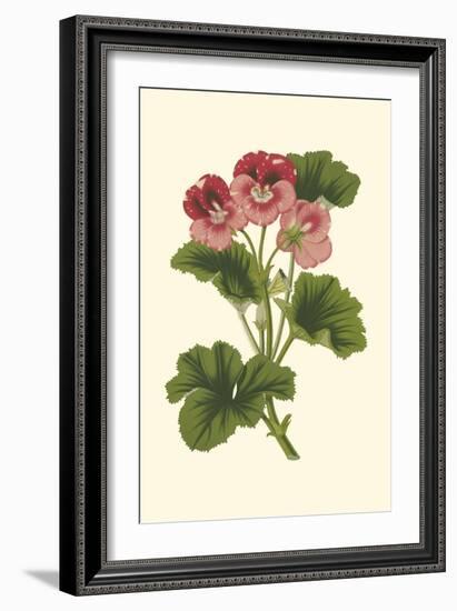 Pink Geranium I-Van Houtt-Framed Premium Giclee Print