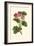 Pink Geranium I-Van Houtt-Framed Premium Giclee Print