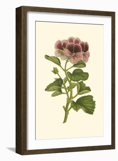 Pink Geranium II-Van Houtt-Framed Art Print