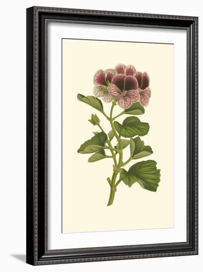 Pink Geranium II-Van Houtt-Framed Art Print