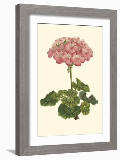 Pink Geranium III-Van Houtt-Framed Art Print