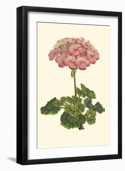 Pink Geranium III-Van Houtt-Framed Art Print