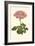 Pink Geranium III-Van Houtt-Framed Art Print