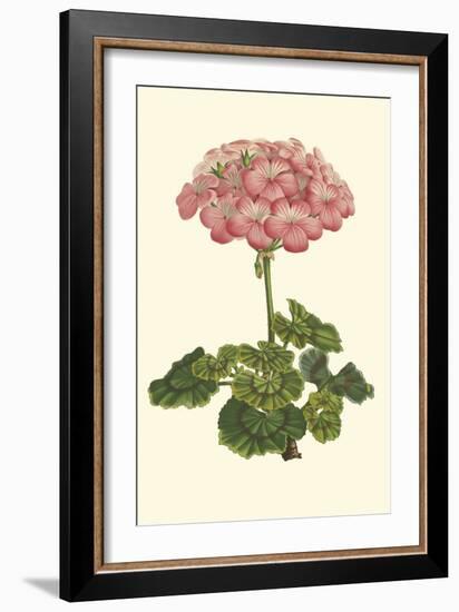 Pink Geranium III-Van Houtt-Framed Art Print