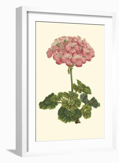 Pink Geranium III-Van Houtt-Framed Art Print