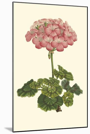 Pink Geranium III-Van Houtt-Mounted Art Print