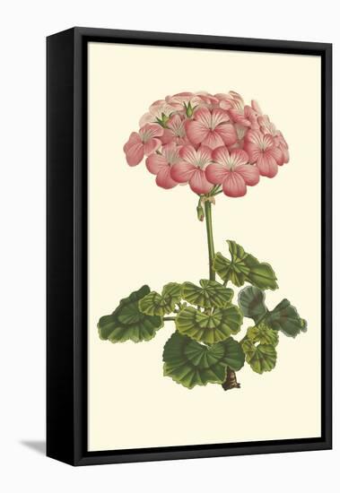 Pink Geranium III-Van Houtt-Framed Stretched Canvas