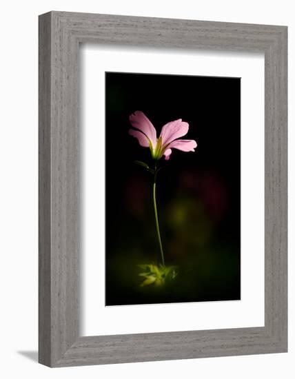 Pink Geranium-Ursula Abresch-Framed Photographic Print