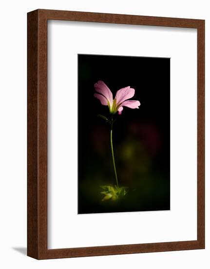 Pink Geranium-Ursula Abresch-Framed Photographic Print