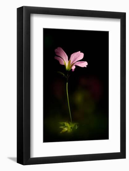 Pink Geranium-Ursula Abresch-Framed Photographic Print