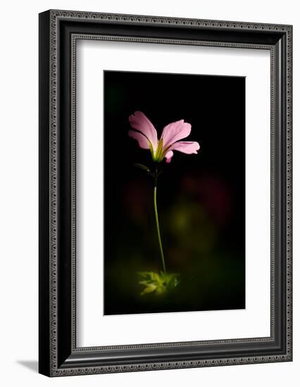 Pink Geranium-Ursula Abresch-Framed Photographic Print