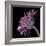 Pink Gerber Daisy-Lori Hutchison-Framed Photographic Print