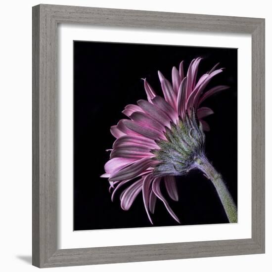 Pink Gerber Daisy-Lori Hutchison-Framed Photographic Print