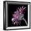 Pink Gerber Daisy-Lori Hutchison-Framed Photographic Print