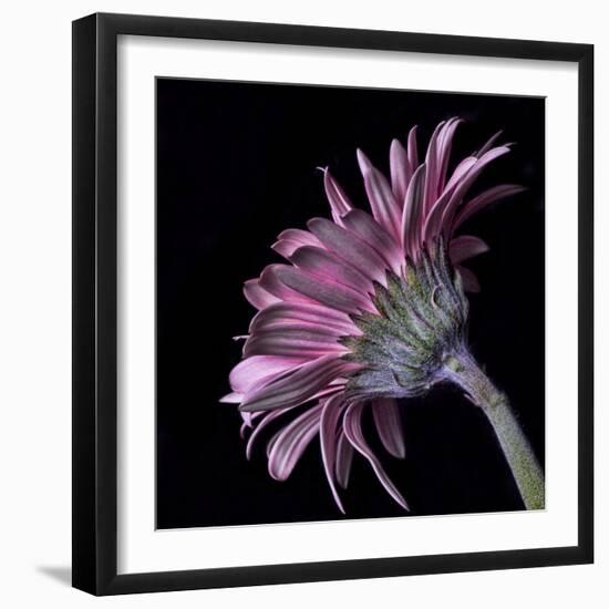 Pink Gerber Daisy-Lori Hutchison-Framed Photographic Print