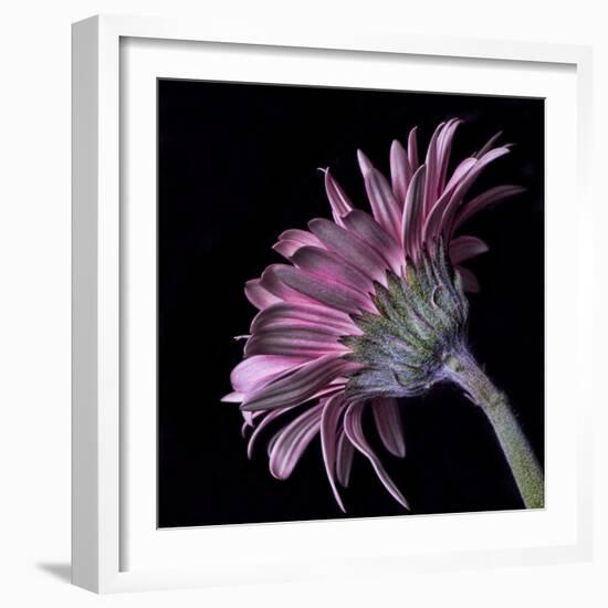 Pink Gerber Daisy-Lori Hutchison-Framed Photographic Print