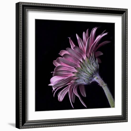 Pink Gerber Daisy-Lori Hutchison-Framed Photographic Print