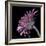 Pink Gerber Daisy-Lori Hutchison-Framed Photographic Print