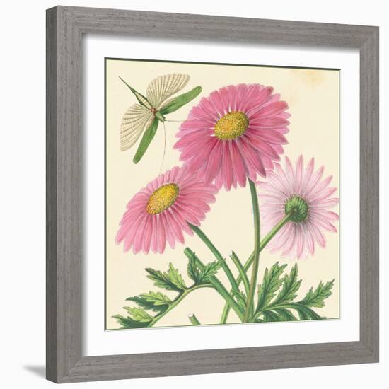 Pink Gerber-Louis Van Houtte-Framed Art Print