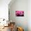 Pink Gerbera Daisies 1-Erin Berzel-Photographic Print displayed on a wall