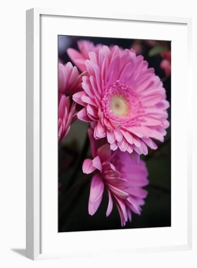 Pink Gerbera Daisies 4-Erin Berzel-Framed Photographic Print