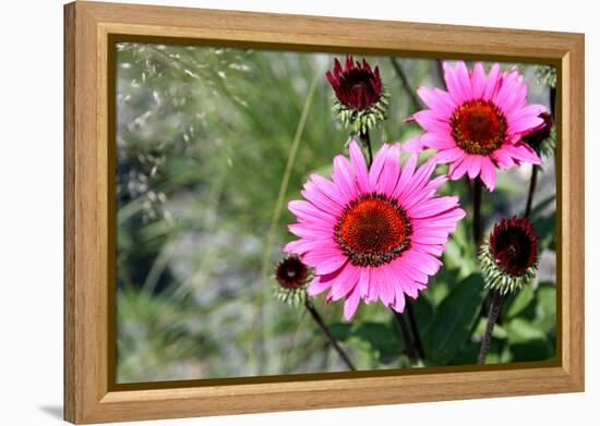 Pink Gerbera Daisies-null-Framed Stretched Canvas