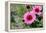 Pink Gerbera Daisies-null-Framed Stretched Canvas