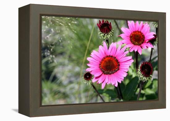 Pink Gerbera Daisies-null-Framed Stretched Canvas