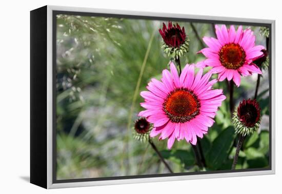 Pink Gerbera Daisies-null-Framed Stretched Canvas