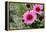 Pink Gerbera Daisies-null-Framed Stretched Canvas