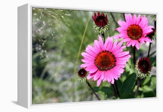 Pink Gerbera Daisies-null-Framed Stretched Canvas