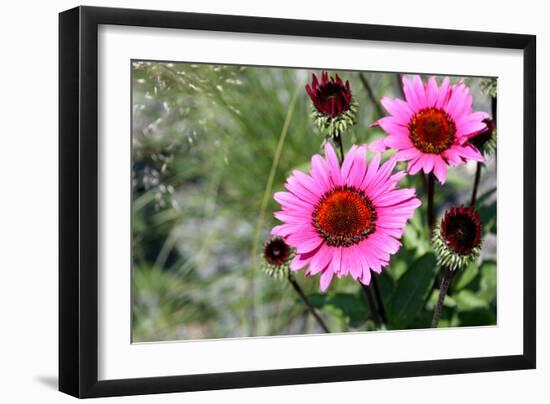 Pink Gerbera Daisies-null-Framed Photo