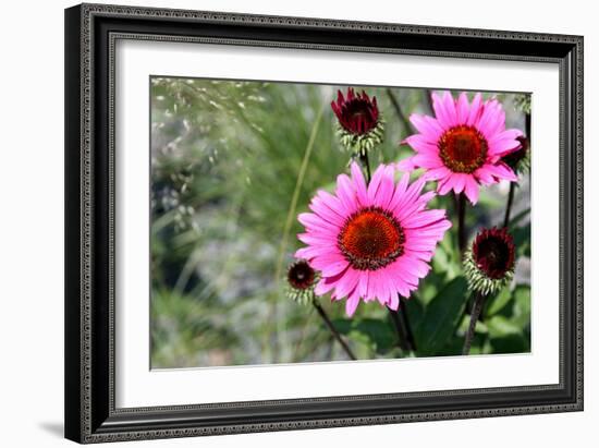 Pink Gerbera Daisies-null-Framed Photo