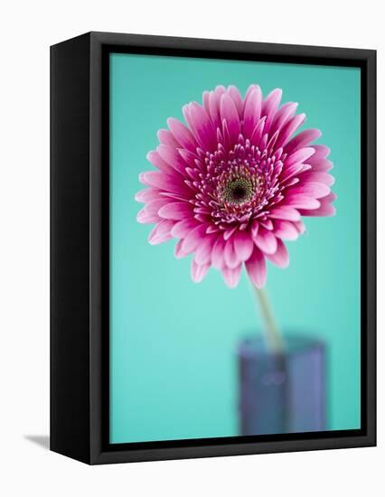 Pink Gerbera Daisy-Clive Nichols-Framed Premier Image Canvas