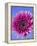 Pink Gerbera Daisy-Clive Nichols-Framed Premier Image Canvas