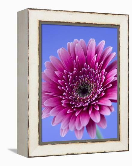 Pink Gerbera Daisy-Clive Nichols-Framed Premier Image Canvas