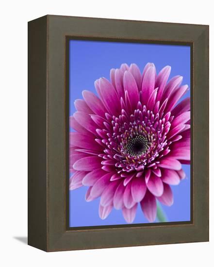 Pink Gerbera Daisy-Clive Nichols-Framed Premier Image Canvas