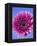 Pink Gerbera Daisy-Clive Nichols-Framed Premier Image Canvas