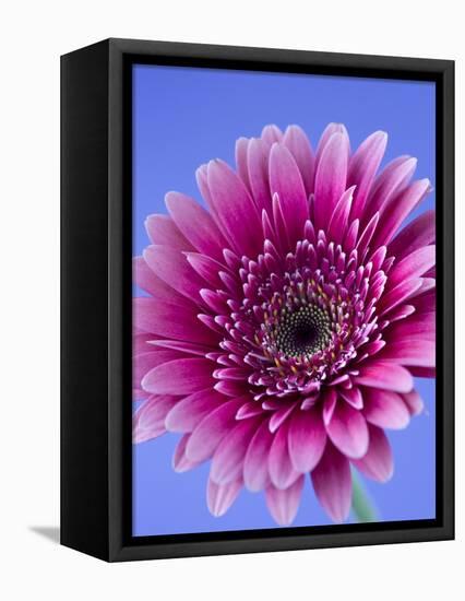 Pink Gerbera Daisy-Clive Nichols-Framed Premier Image Canvas