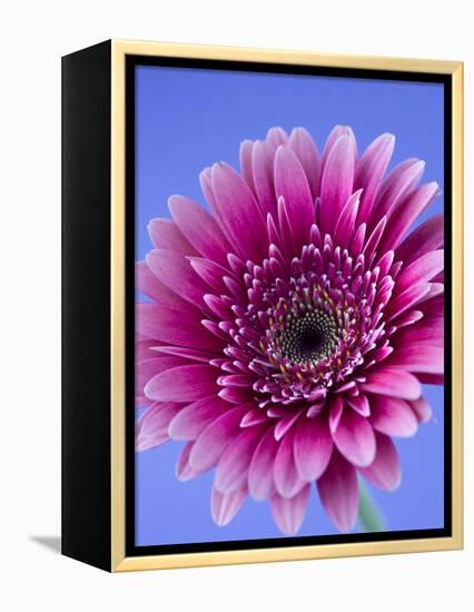 Pink Gerbera Daisy-Clive Nichols-Framed Premier Image Canvas