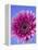 Pink Gerbera Daisy-Clive Nichols-Framed Premier Image Canvas