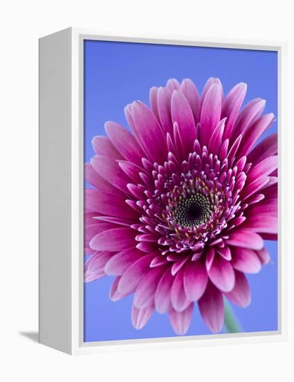 Pink Gerbera Daisy-Clive Nichols-Framed Premier Image Canvas