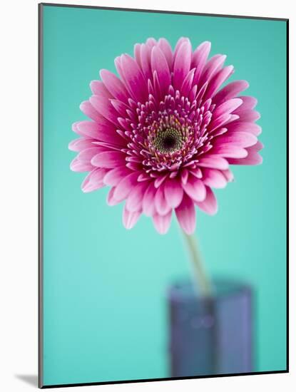 Pink Gerbera Daisy-Clive Nichols-Mounted Photographic Print