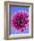 Pink Gerbera Daisy-Clive Nichols-Framed Photographic Print